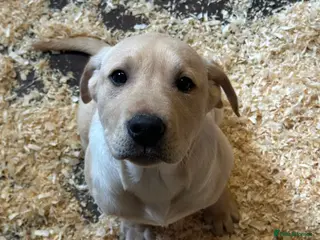 Labrador Retriever dogs Yellow Labrador puppy - Advert 6