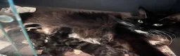 Maine Coon cats for sale: Maine coon kittens  in Bishop Auckland - Advert 9