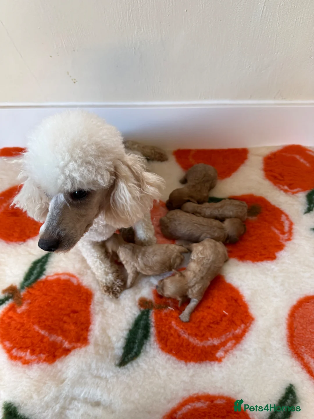 Cavapoo dogs for sale: 5⭐️  f1 miniature cavapoos 🧬🧬 - Advert 2
