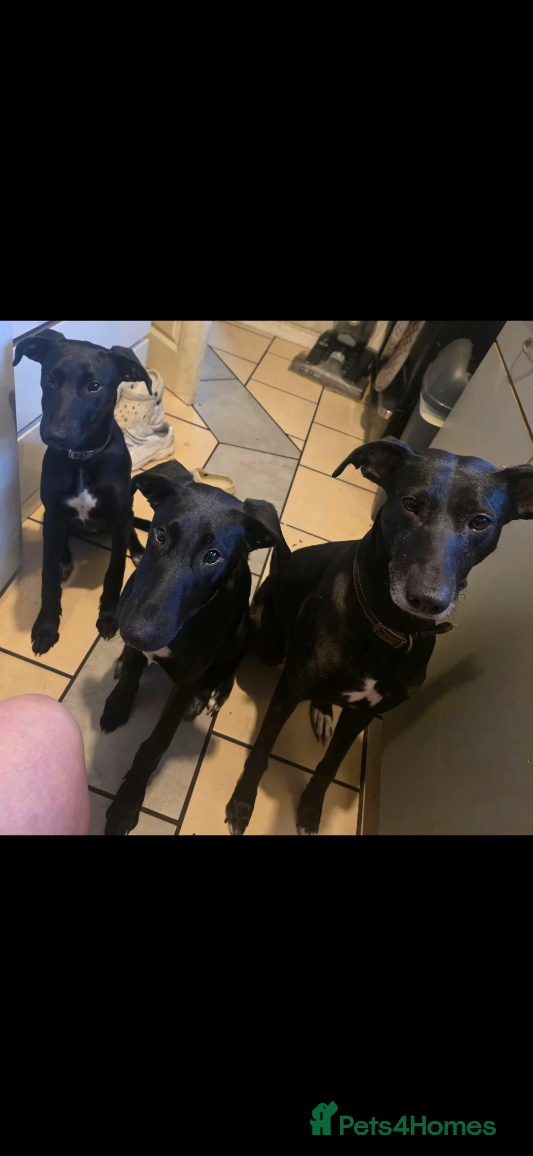 Mixed Breed dogs for sale: Stunning 11 Month Pup - Advert 7
