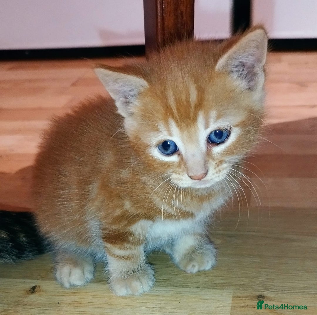 Mixed Breed cats for sale: Amazing, very beautiful kittens 3 boys, 1 girl - Advert 22