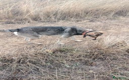 Mixed Breed dogs for adoption: 🐺 WOLFIE – A Brave Soul Ready for a New Life 🖤 - Advert 13