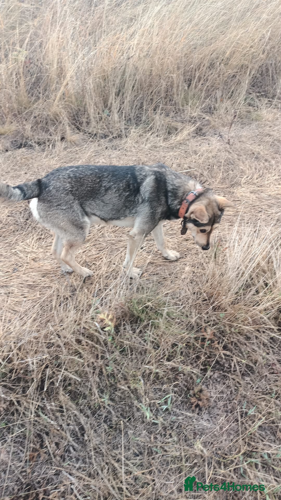 Mixed Breed dogs for adoption: 🐺 WOLFIE – A Brave Soul Ready for a New Life 🖤 - Advert 13