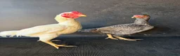 Chickens poultry for sale: ko shamo and pakistani aseel’s  - Advert 2