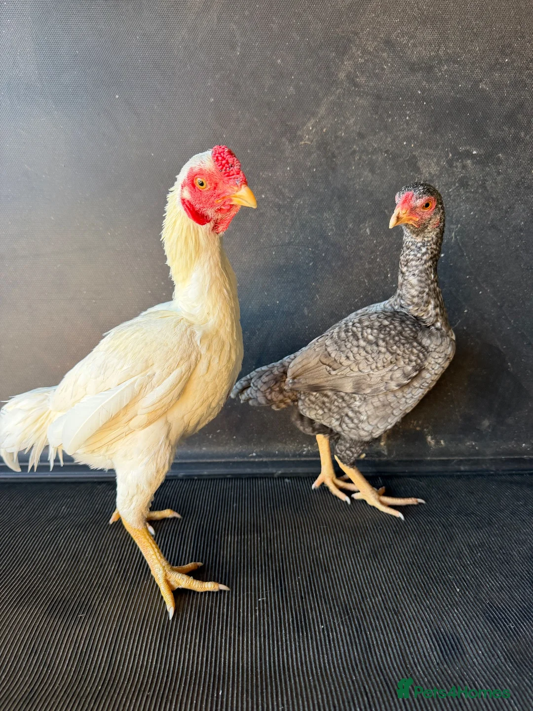 Chickens poultry for sale: ko shamo and pakistani aseel’s  - Advert 2