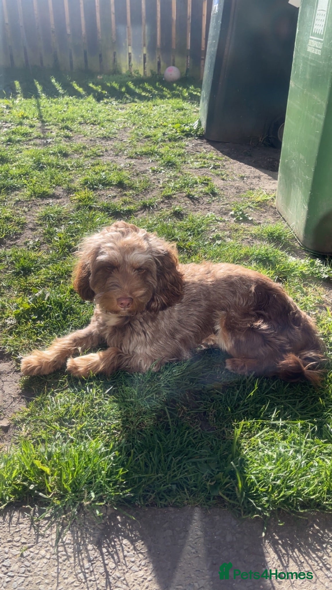 Cockapoo dogs Cockapoo f1b puppy’s  - Advert 2