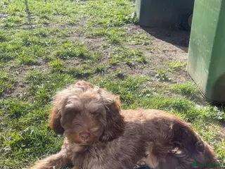 Cockapoo dogs Cockapoo f1b puppy’s - Advert 1