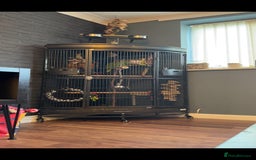 Parrots birds for sale: Yelow nape amazon - Image 3