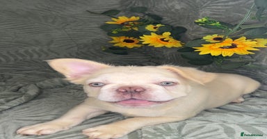 French Bulldog dogs - Advert 10