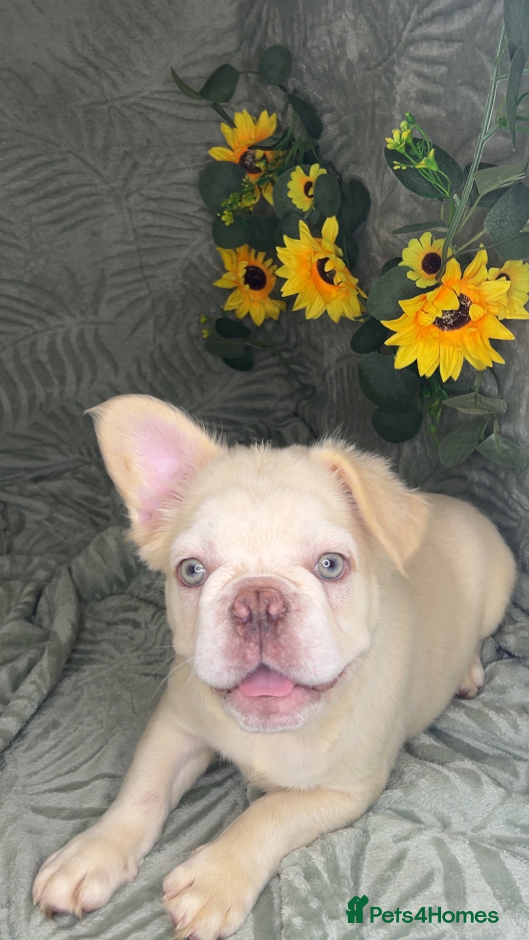 French Bulldog dogs for sale: Velvet and Fluffy french bulldogs  - Image 6