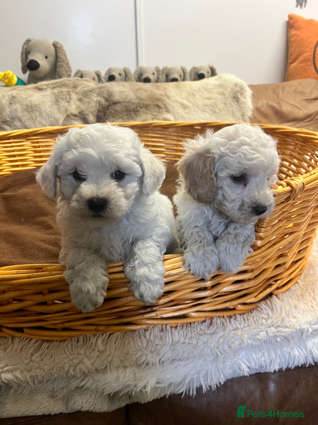 Poochon dogs for sale: Gorgeous Twin Brothers - Advert 10