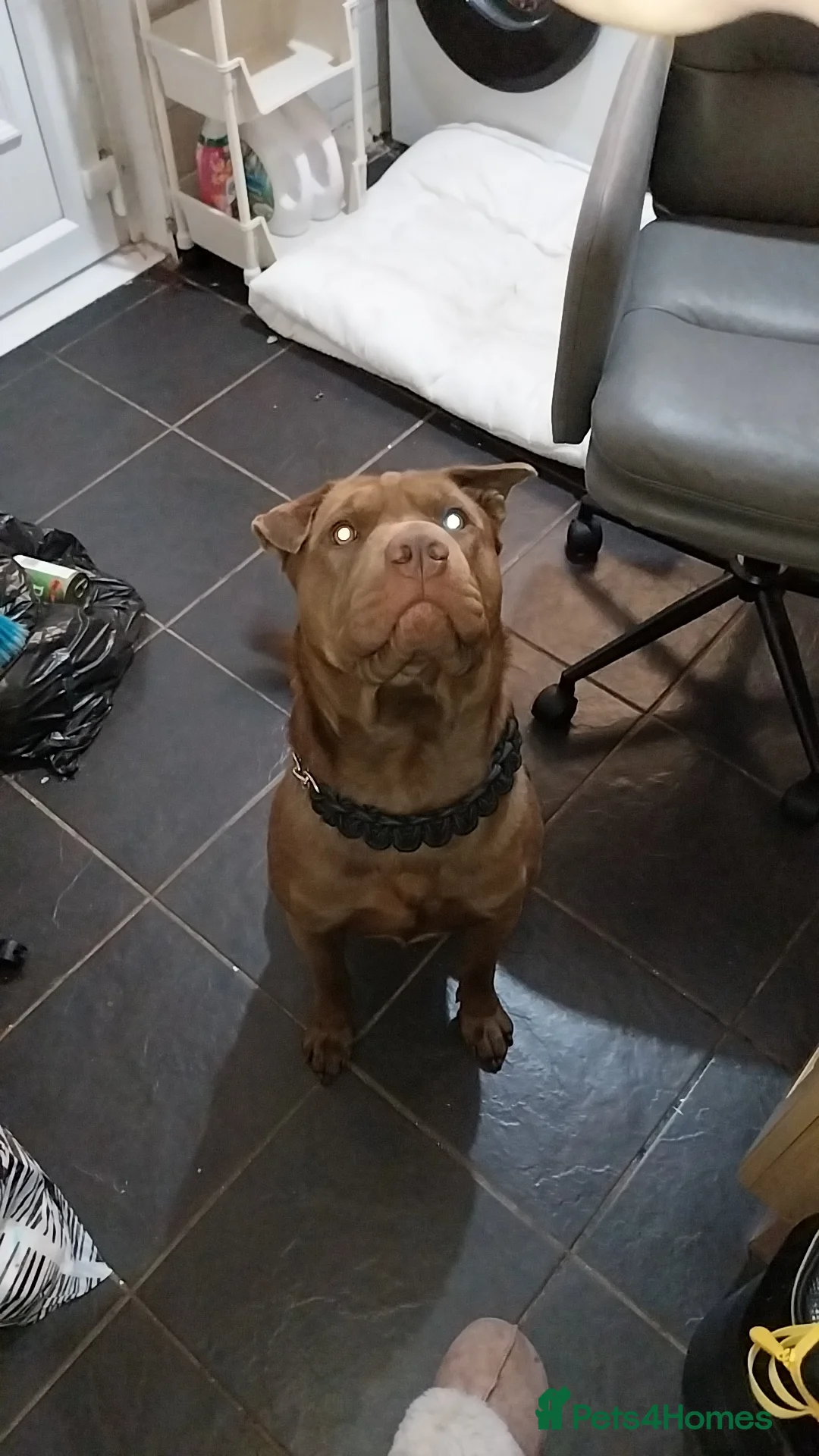 Mixed Breed dogs for sale: Shar-pei mix 2 years old  - Advert 3