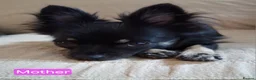 Chihuahua dogs for sale: Quality Longhair Chihuahua Puppies - Advert 28