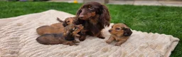 Miniature Dachshund dogs for sale: Miniature longhaired dachshund shaded cream girls in Cambridge - Advert 30