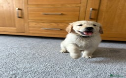 Golden Retriever dogs for sale: 5 Male Golden Retriever Galactic Puppies For Sale in Nottingham - Image 9