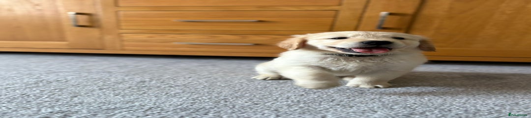 Golden Retriever - Brutus
