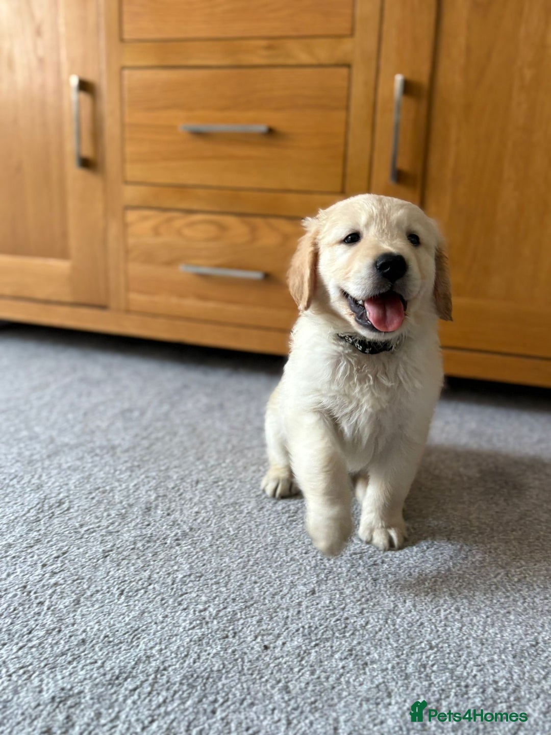 Golden Retriever dogs for sale: 5 Male Golden Retriever Galactic Puppies For Sale in Nottingham - Image 9