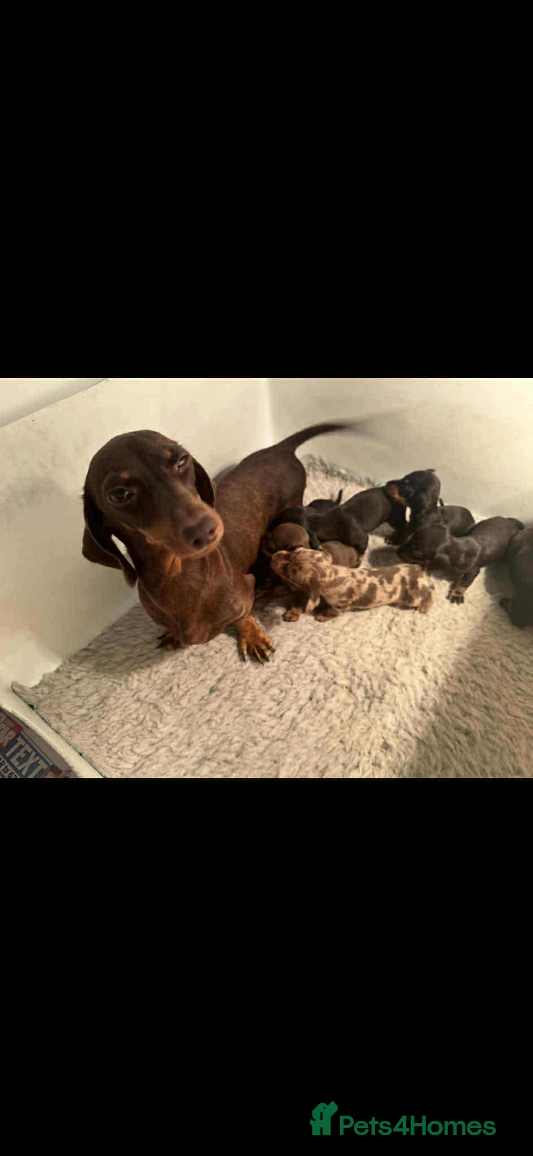Miniature Dachshund dogs for sale: Kc registered miniature dachshund puppies  - Image 12