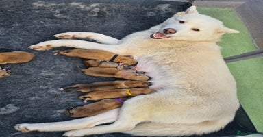 Mixed Breed dogs - Advert 11