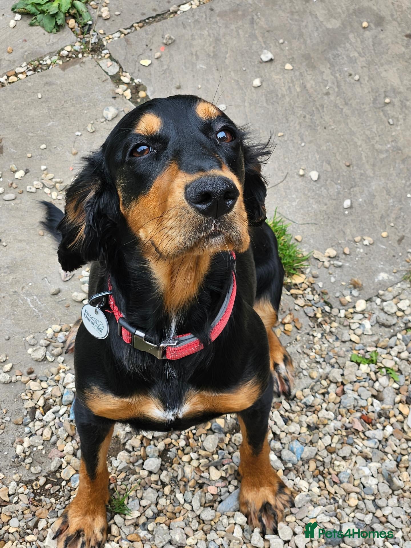 Mixed Breed dogs Cocker spaniel X looking for a new home - Advert 22