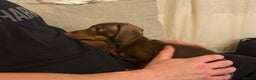 Miniature Dachshund dogs for sale: Rehome of Oliver - Advert 3