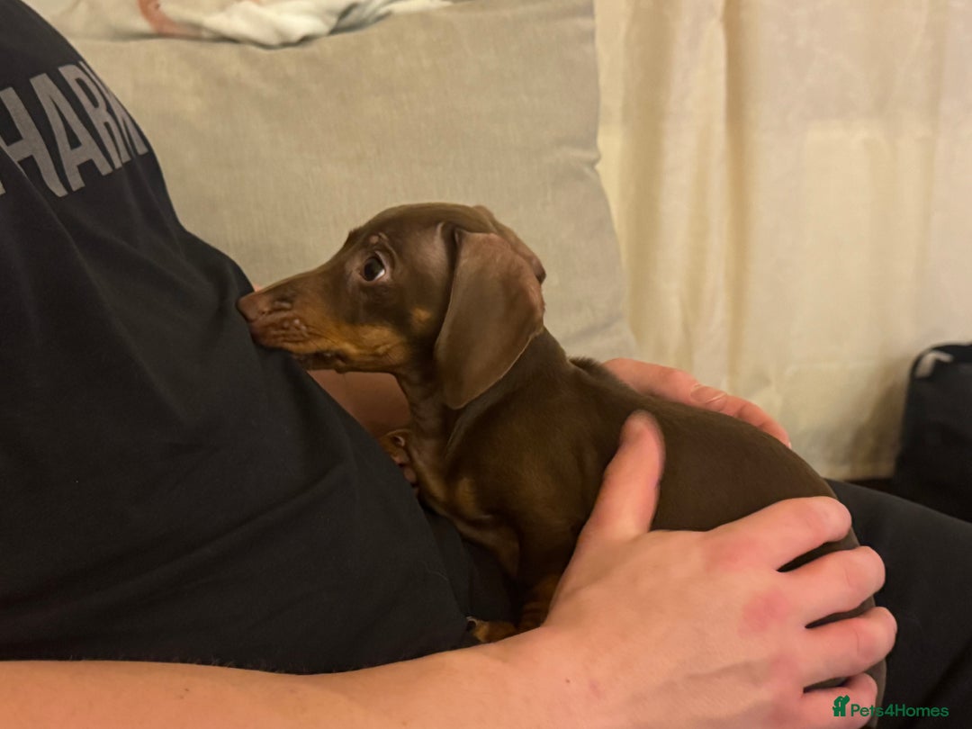 Miniature Dachshund dogs for sale: Rehome of Oliver - Advert 3