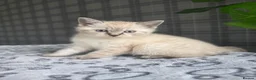 British Longhair cats for sale: Beautiful British Longhair Kittens Teddy Bear Look - Advert 10