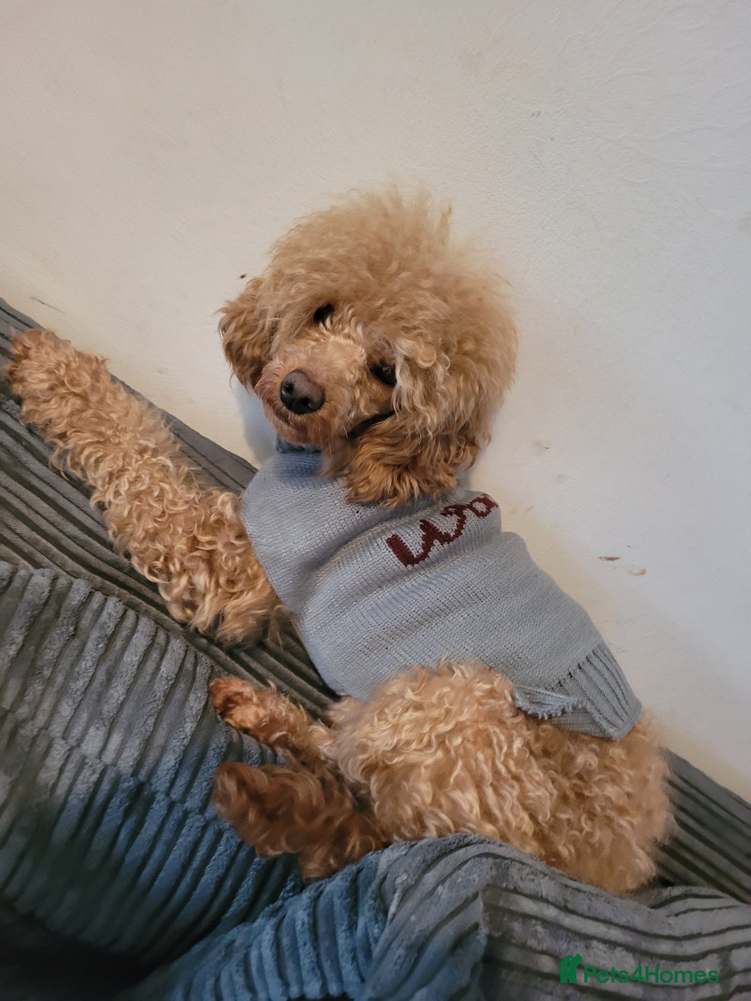 Toy Poodle dogs for sale: Handsome Toy Poodle - Advert 2