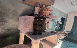 Maine Coon cats for sale: Last gorgeous Maine Coon  - Advert 17