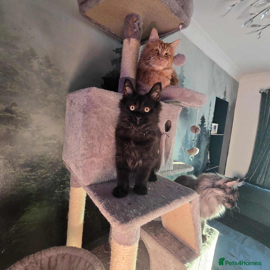 Maine Coon cats for sale: Last gorgeous Maine Coon  - Advert 17