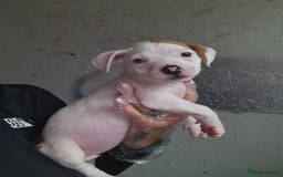 American Bulldog dogs for sale: American  bulldog  pups - Image 33