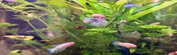 Bettas fish for sale: Plakat female koi betta fish  - Advert 2