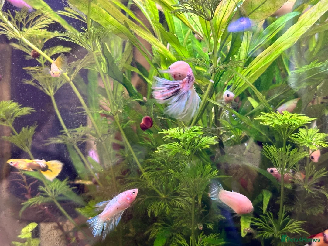 Bettas fish for sale: Plakat female koi betta fish  - Advert 2