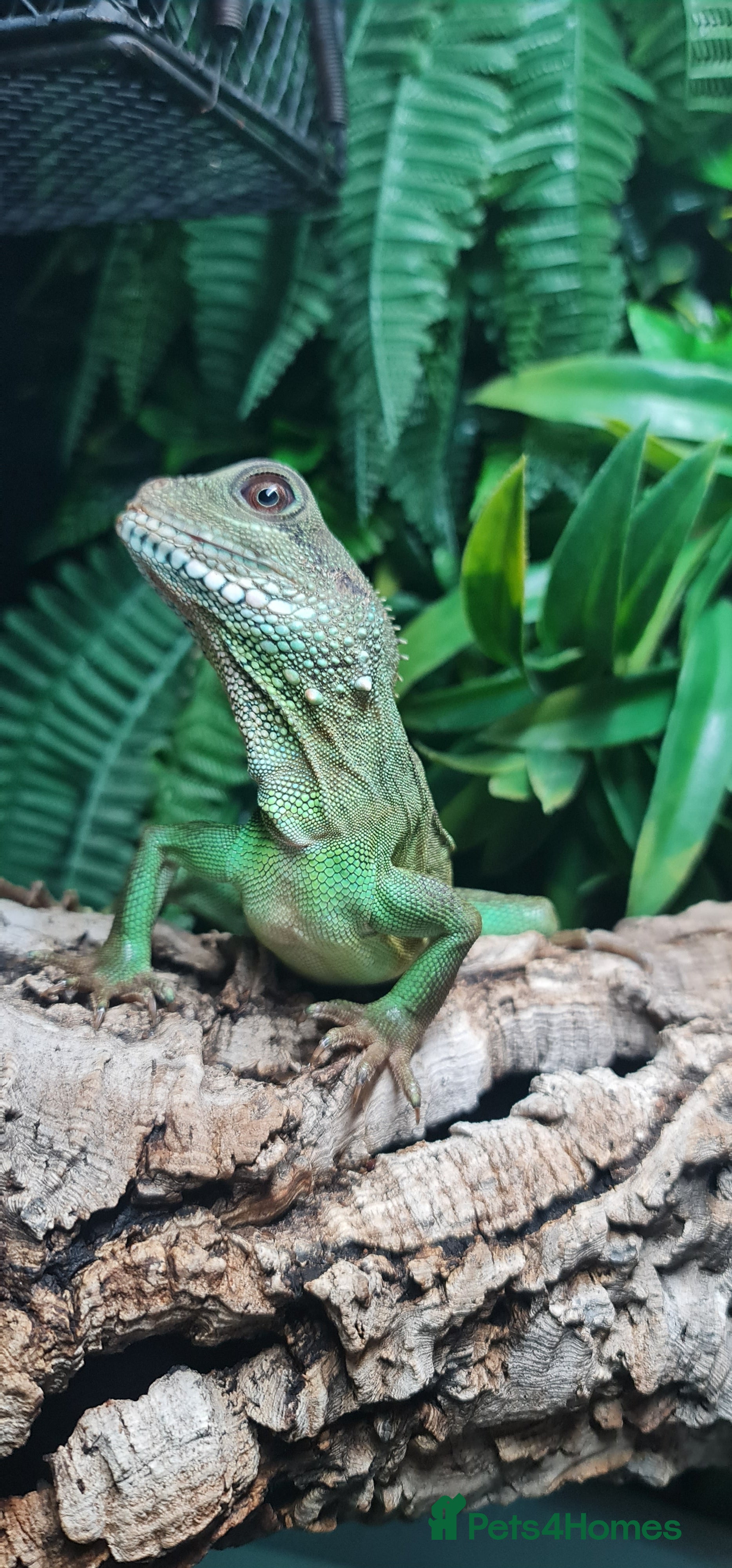 Dragon reptiles Chinese Water Dragon  - Advert 5