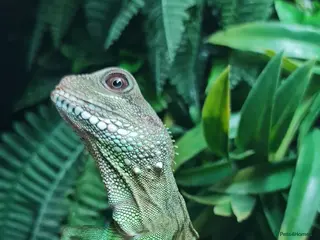 Dragon reptiles Chinese Water Dragon - Advert 5