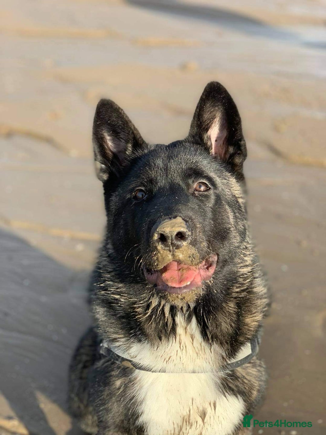 Akita dogs for sale: Kobe American Akita  - Advert 2