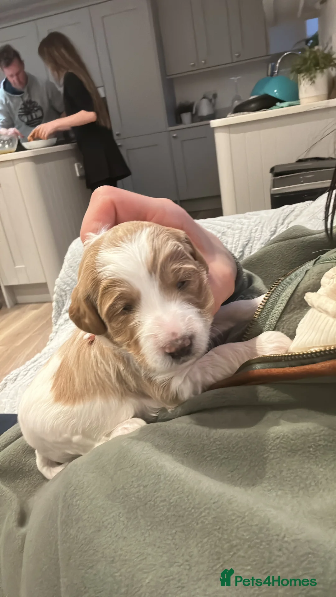 Australian Labradoodle dogs for sale: Beautiful, spoilt Austrian labradoodle puppies  - Advert 12