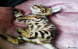Bengal cats for sale: 🔥The Cutest Bengals in the UK? Come See 😺 🐾 - Image 22