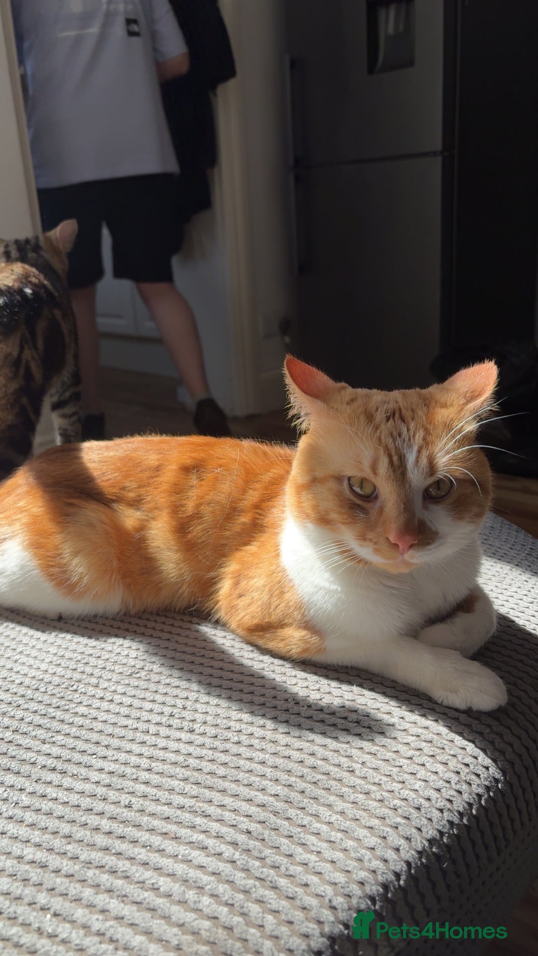 Domestic Shorthair cats for sale: Looking for a loving home!! - Image 3