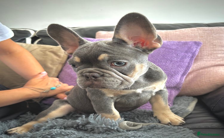 French Bulldog dogs in Greenhithe - Advert 4