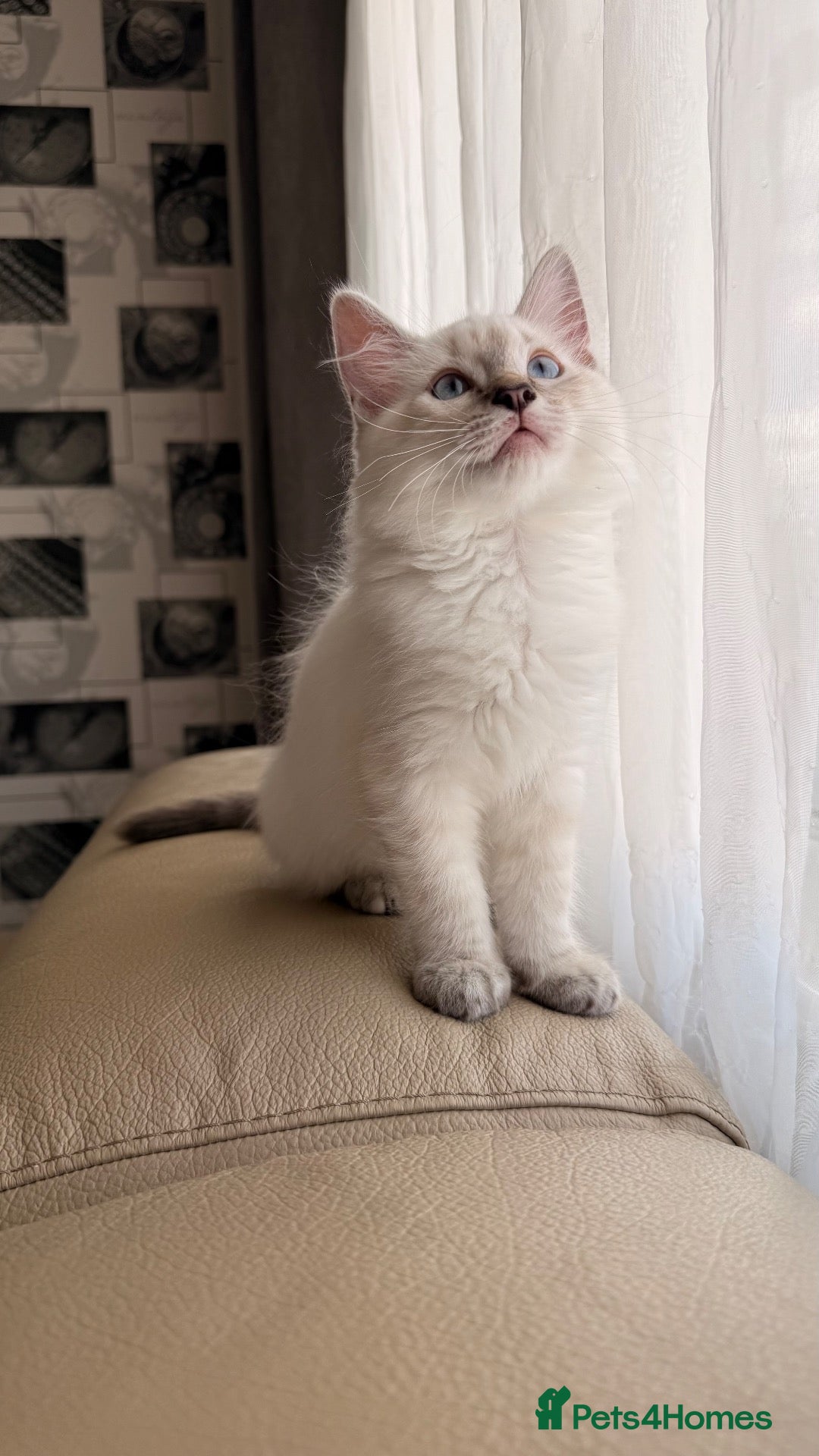 Ragdoll cats Gorgeous Ragdoll × Siberian Boy - Ready To Leave! - Advert 1