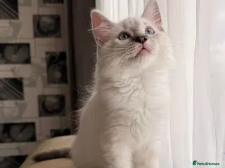 Ragdoll cats Gorgeous Ragdoll × Siberian Boy - Ready To Leave! - Advert 1