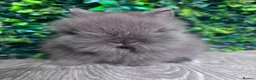 Lionhead rabbits for sale: BEAUTIFUL BABY LIONHEAD BUNNIES  - Advert 3