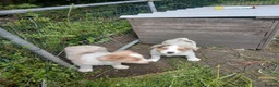 Border Collie dogs for sale: Border collie pups for sale in Bishop Auckland - Advert 4