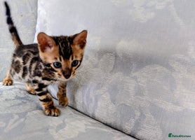 Bengal cats in Liverpool - Advert 11