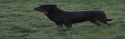Rottweiler dogs for sale: rottweiler xbreeding bitch - Advert 2