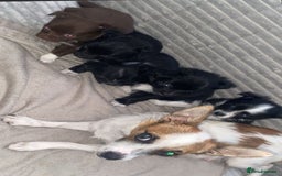 Chihuahua dogs for sale: stunning chihuahua puppies - Image 1