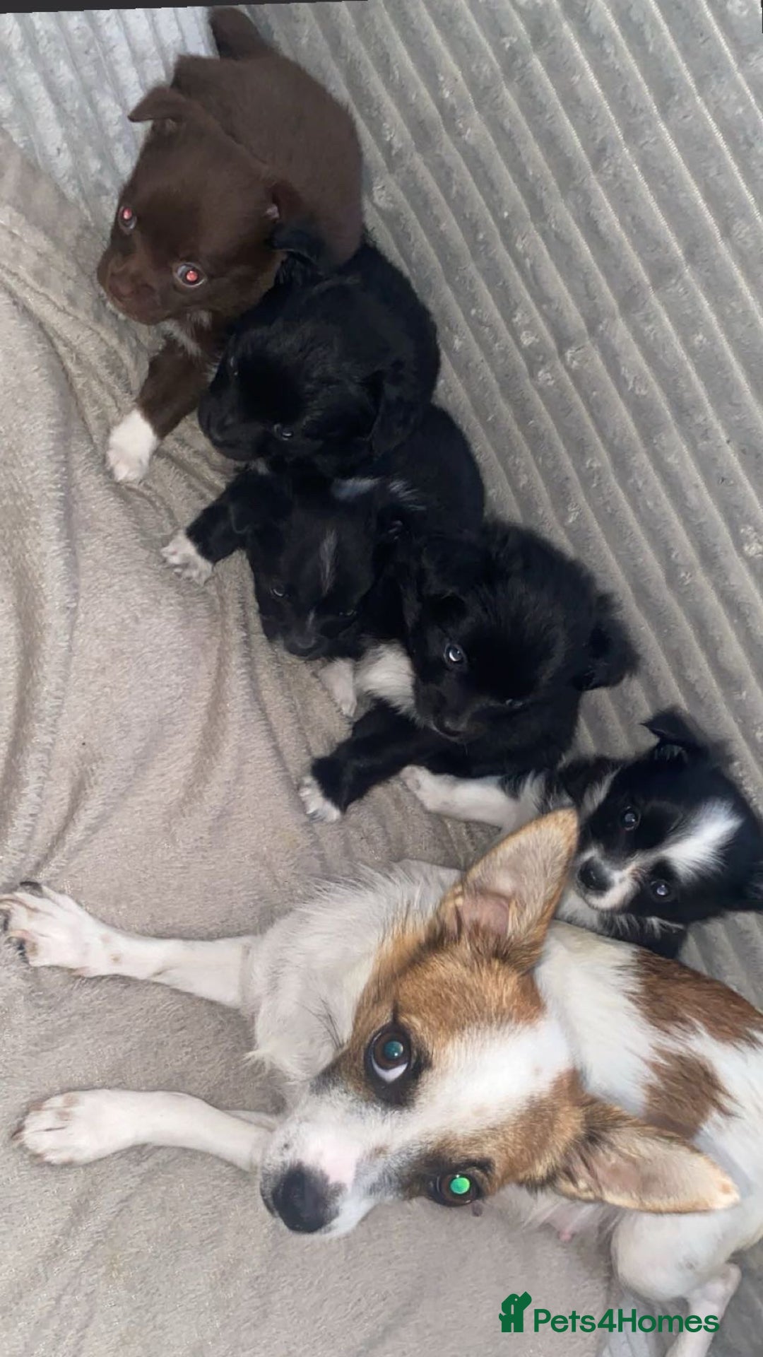 Chihuahua dogs for sale: stunning chihuahua puppies - Image 1