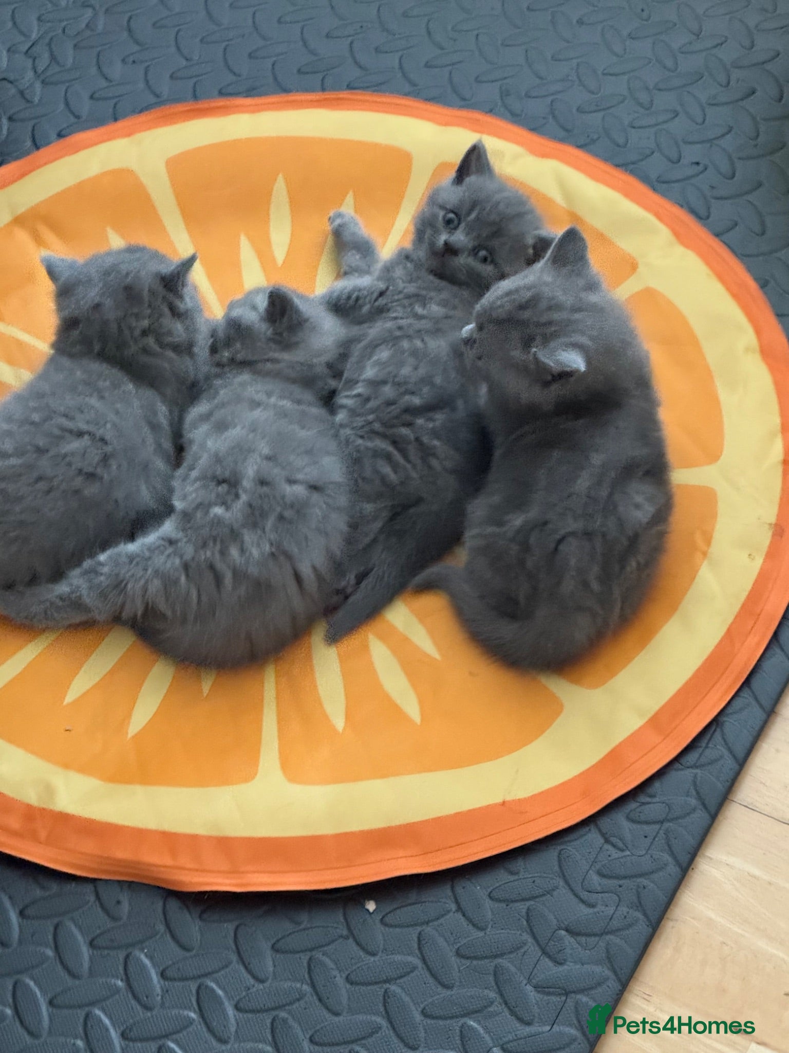 British Shorthair cats GCCF BSH Blue Kittens – Available to View - Advert 2