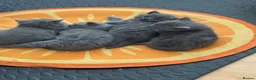 British Shorthair cats for sale: *READY NOW* Beautiful BSH Blue Boy – GCCF Reg - Advert 10